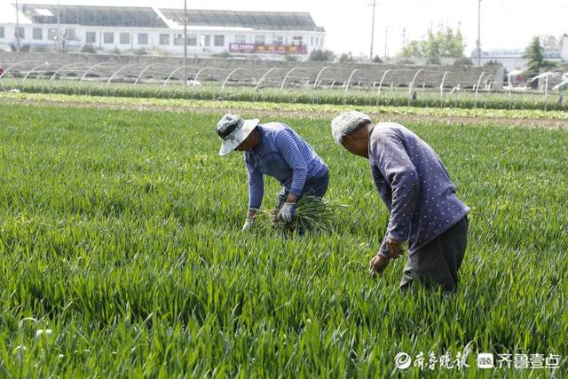 壹图集｜4月20日10时24分谷雨至，泰安次章村的小麦已吐穗