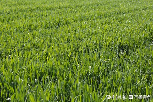 壹图集｜4月20日10时24分谷雨至，泰安次章村的小麦已吐穗
