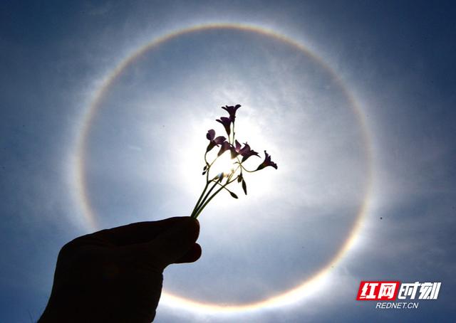 嘉禾：天空现日晕 太阳戴“美瞳”