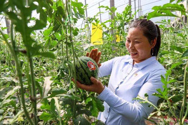 大兴庞各庄头茬西瓜“带证”上市啦！