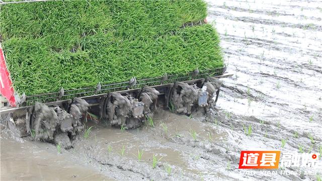 道县：多措并举 坚决打好早稻生产第一仗