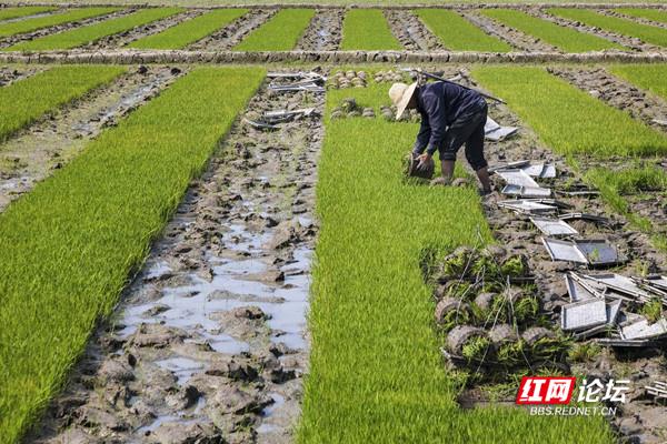 农业现代化助力乡村振兴！谷雨时节，田间处处机器轰鸣