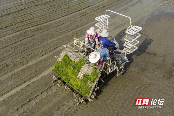 农业现代化助力乡村振兴！谷雨时节，田间处处机器轰鸣