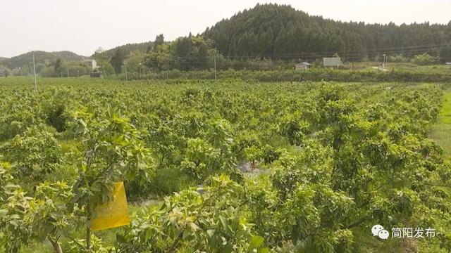 助力乡村振兴！驻村工作队把技术送到群众身边