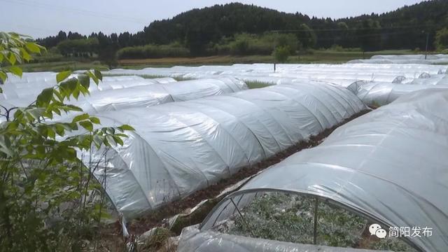 助力乡村振兴！驻村工作队把技术送到群众身边