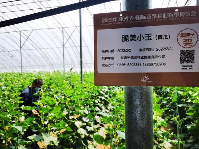 4455个优良品种逐鹿种博会，仅番茄品种就有两千多种