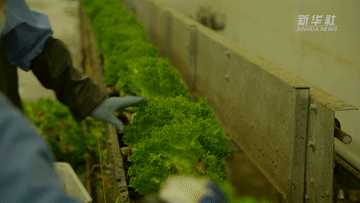 新华全媒+｜上海崇明：保供蔬菜 助力疫情防控