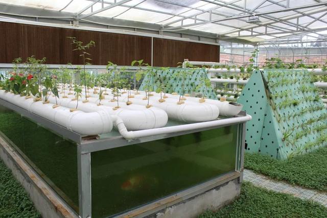 低碳科技体验馆、生态智能大棚……龙泉驿这所绿色低碳生态学校升级了！