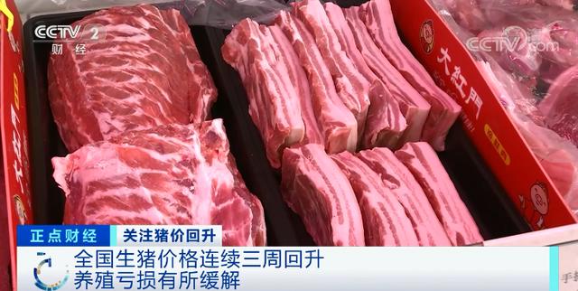 涨！涨！涨！猪肉价格，反弹了！为什么？接下来怎么走→