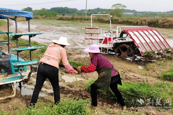 红安县高桥镇：谷雨时节春耕忙