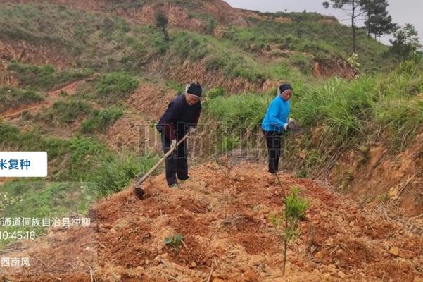 现场活动，玉米大豆带状复合种植技术？