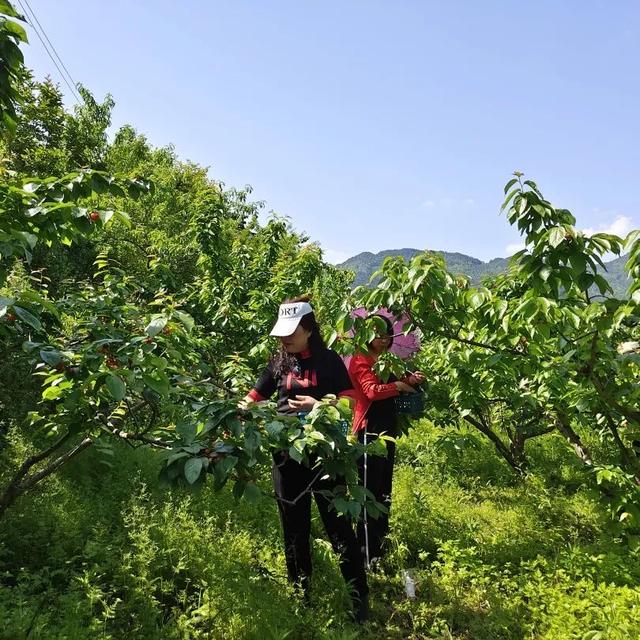开阳花梨清江村樱桃红了
