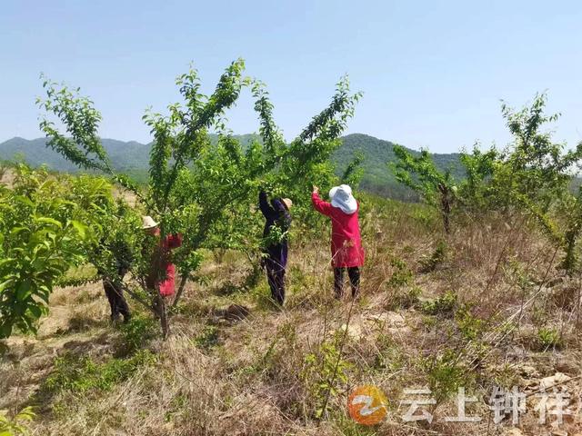 人工蔬果，无公害种植，钟祥市张集镇宗湾村果农保品质促增收