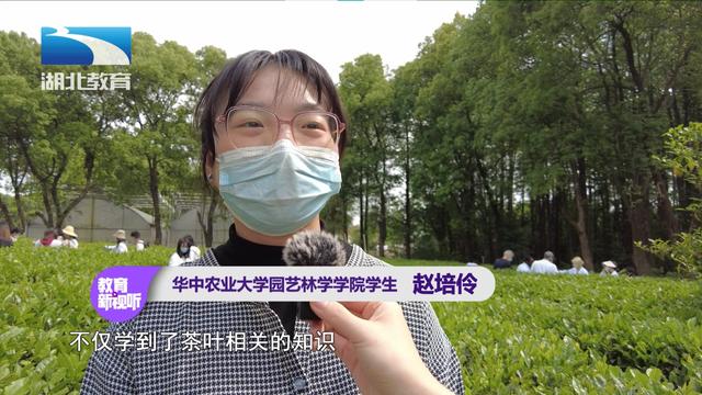 湖北教育新闻｜谷雨寻茶：华中农大师生“沉浸式”采茶制茶