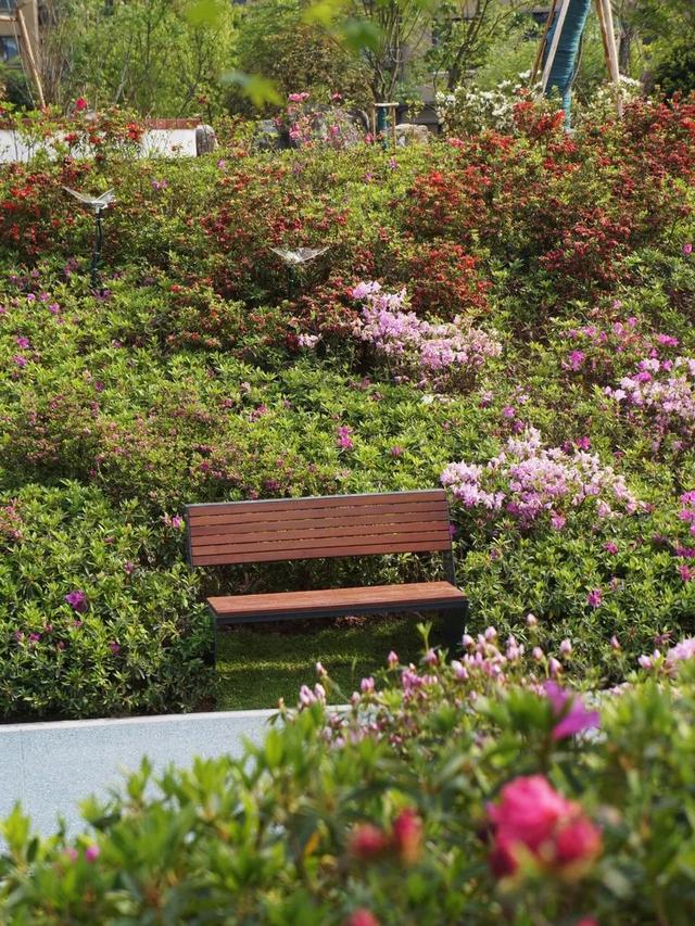 正式开放！丽水首个以“市花”杜鹃为主题的城市公园来了