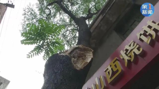 祸从天降！西安一八旬老人被路边大树断枝砸中当场昏迷