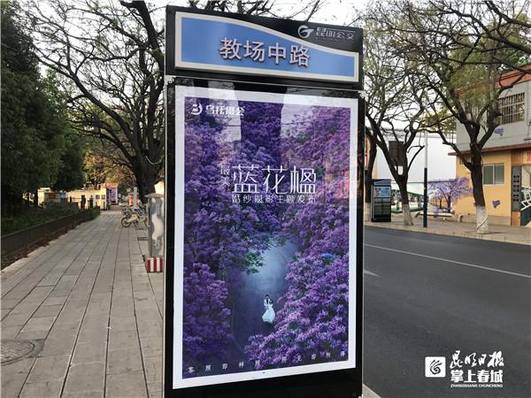 又是一年花开时！昆明公交开启“蓝花楹模式”