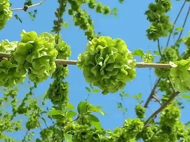 青未了丨童年捋榆钱儿