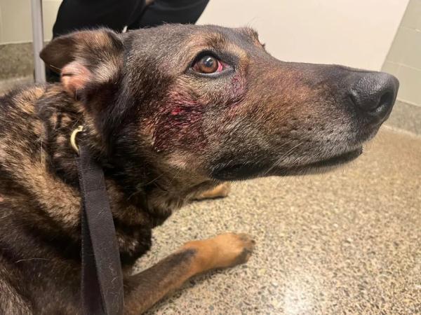 囧闻！嫌疑人疑似吸毒，咬伤警犬