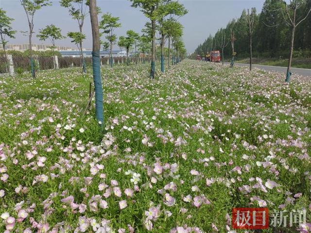 快来赏花！40万平方米月见草花开正盛