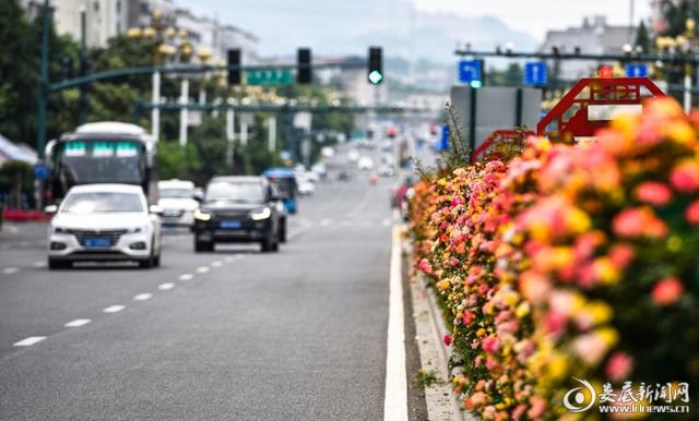 月季花开——美了城市醉了市民