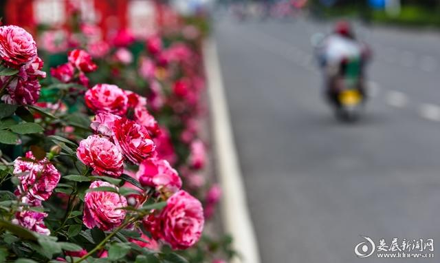 月季花开——美了城市醉了市民