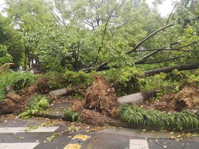 强风！暴雨！雷电！……面对突发灾害性天气，浙农林大人立即行动起来
