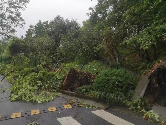 强风！暴雨！雷电！……面对突发灾害性天气，浙农林大人立即行动起来