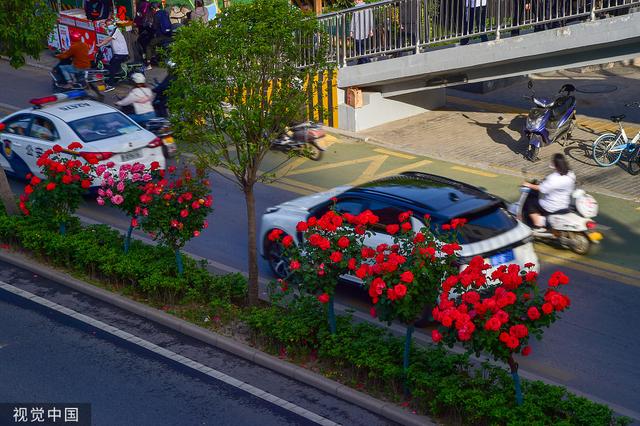 西安：南二环数公里隔离带月季盛放 城市公路变身鲜花大道