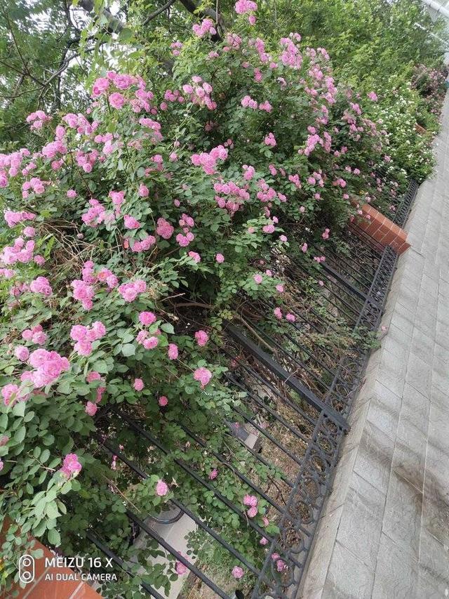 蔷薇花开正艳丽