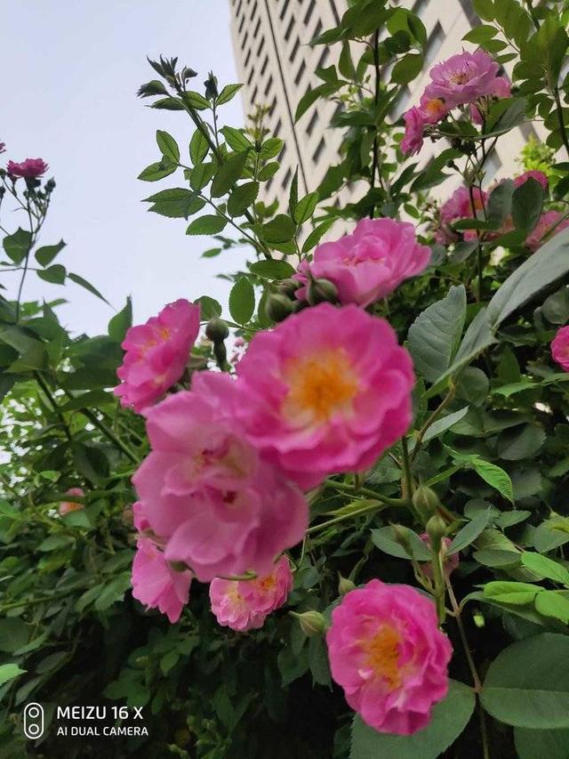 蔷薇花开正艳丽