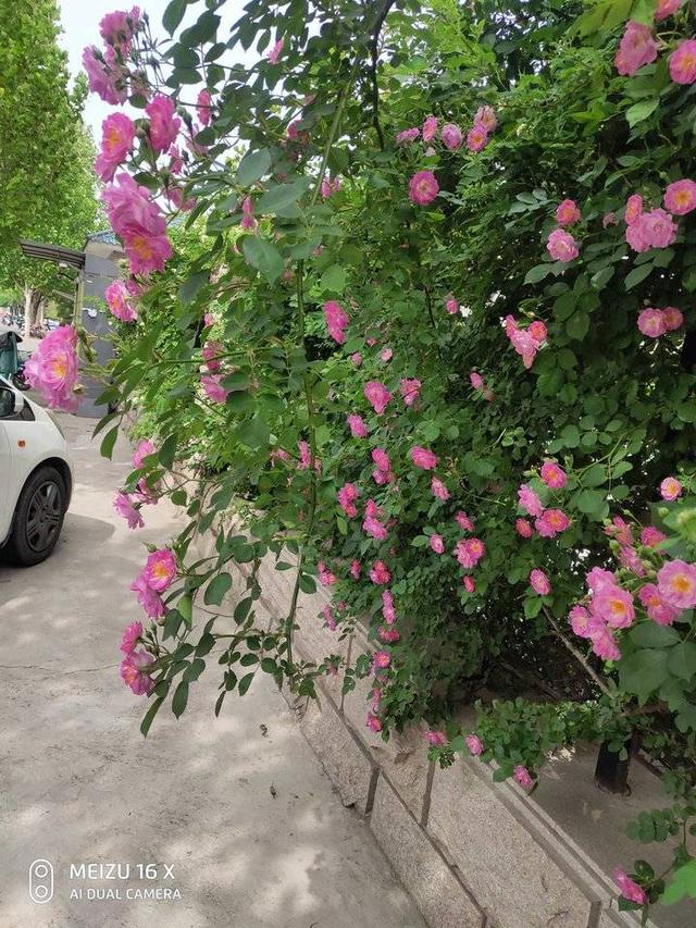 蔷薇花开正艳丽