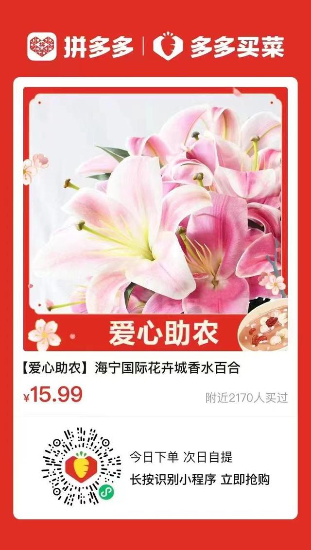 适合春季的百合（晚报帮你忙17至40元一束香水百合）(5)