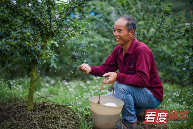 大安回龙：青花椒丰收在望 助力乡村振兴