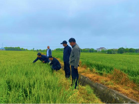 泰兴延令街道：“一喷三防”早部署“虫口夺粮”保丰收