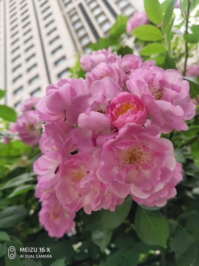 有鲜花的日子总会让人舒畅