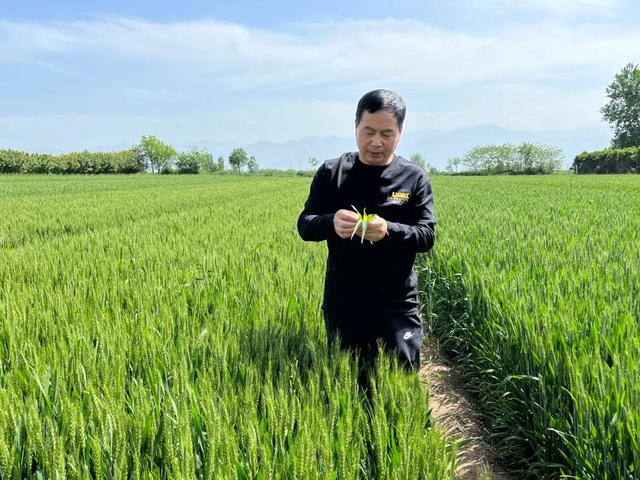 杨凌：科技“壮苗”助力夏粮稳产增收