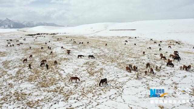 “飞阅”中国｜降雪降温 山丹马场为马群补饲
