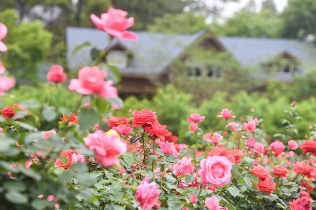 城市游+周边游，五一假期不妨“微旅游”