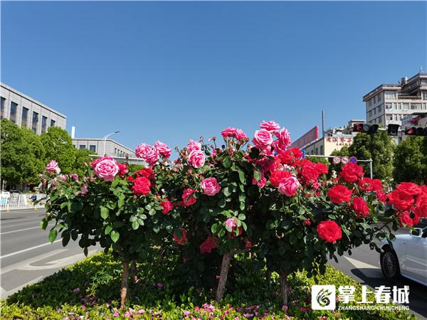 移步见景 西山区3477株月季、1192株蓝花楹进入花期