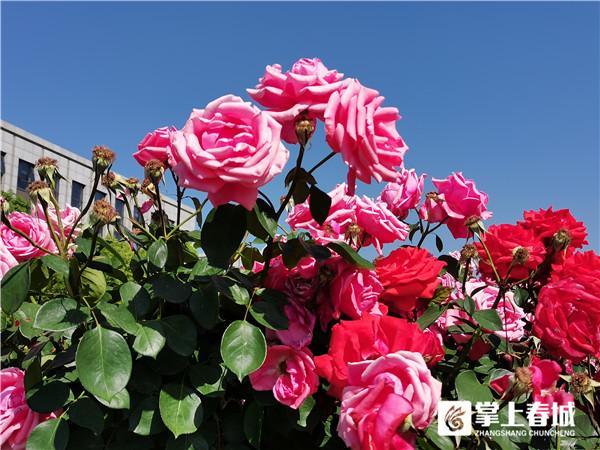 移步见景 西山区3477株月季、1192株蓝花楹进入花期