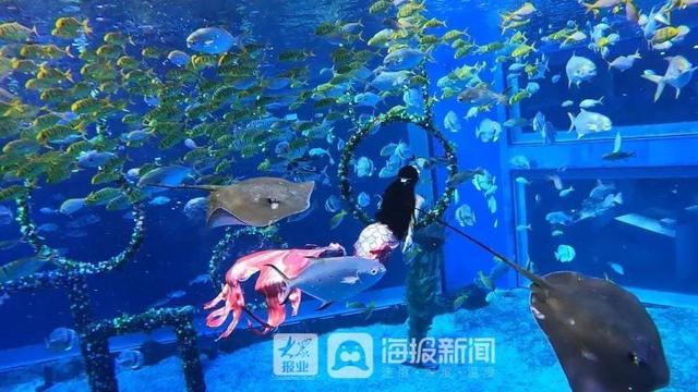 美人鱼回来度假了！假期首日，日照海洋公园热闹非凡