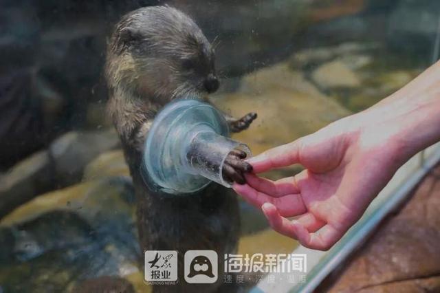 美人鱼回来度假了！假期首日，日照海洋公园热闹非凡