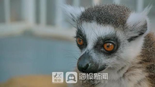 美人鱼回来度假了！假期首日，日照海洋公园热闹非凡