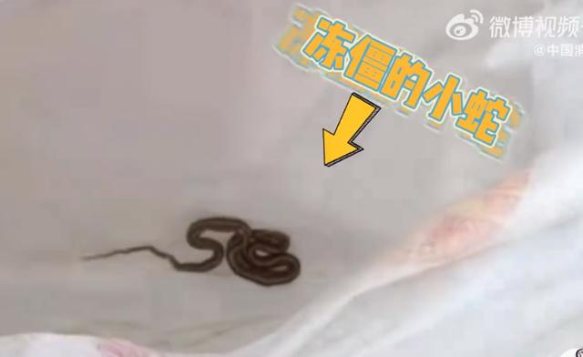 山东女子洗衣机洗出一条蛇，吓得报警求助，消防员：这可是好东西