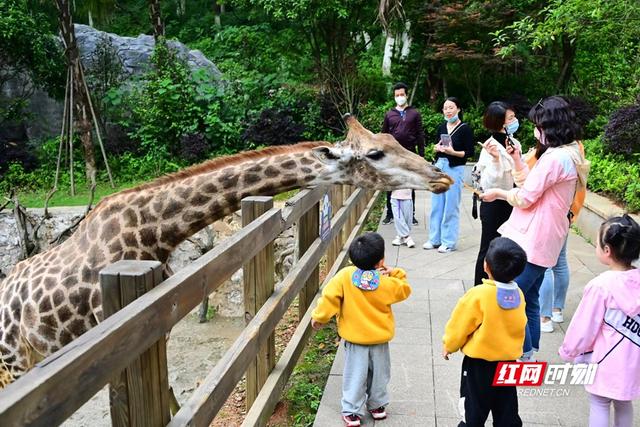 这么近·那么美丨5月2日：湖南迎出游小高峰 张家界回暖势头明显