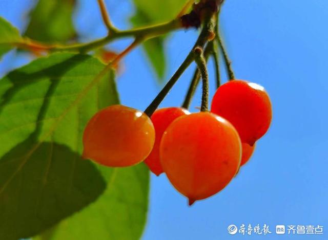 五一摄影“家”|樱桃红了，晶莹剔透