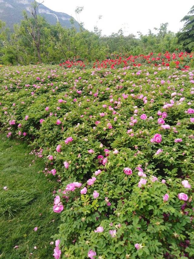 落花识初夏