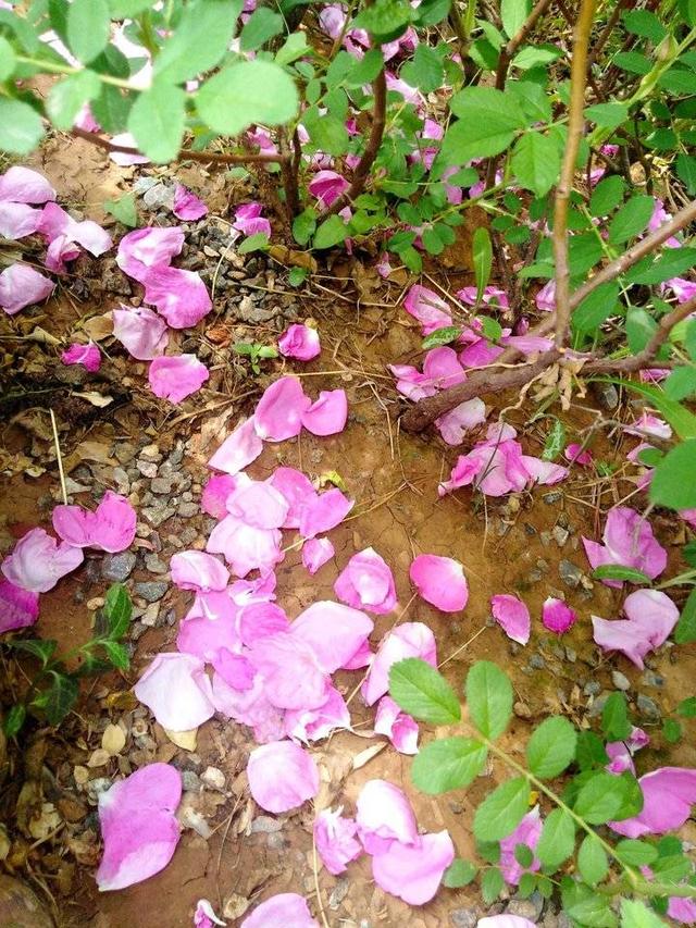 落花识初夏