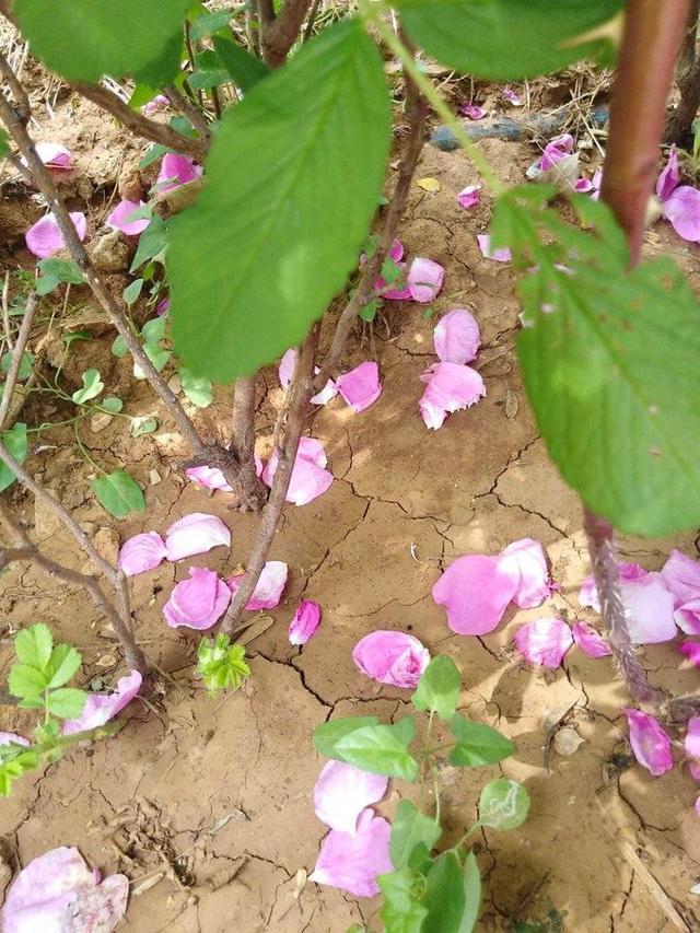 落花识初夏